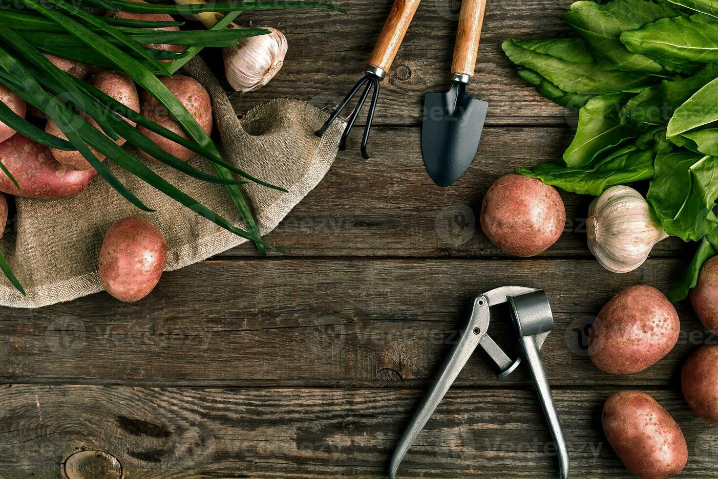rood aardappelen Aan jute, knoflook met groen en een tuin spade en hark Aan een houten bruin achtergrond foto
