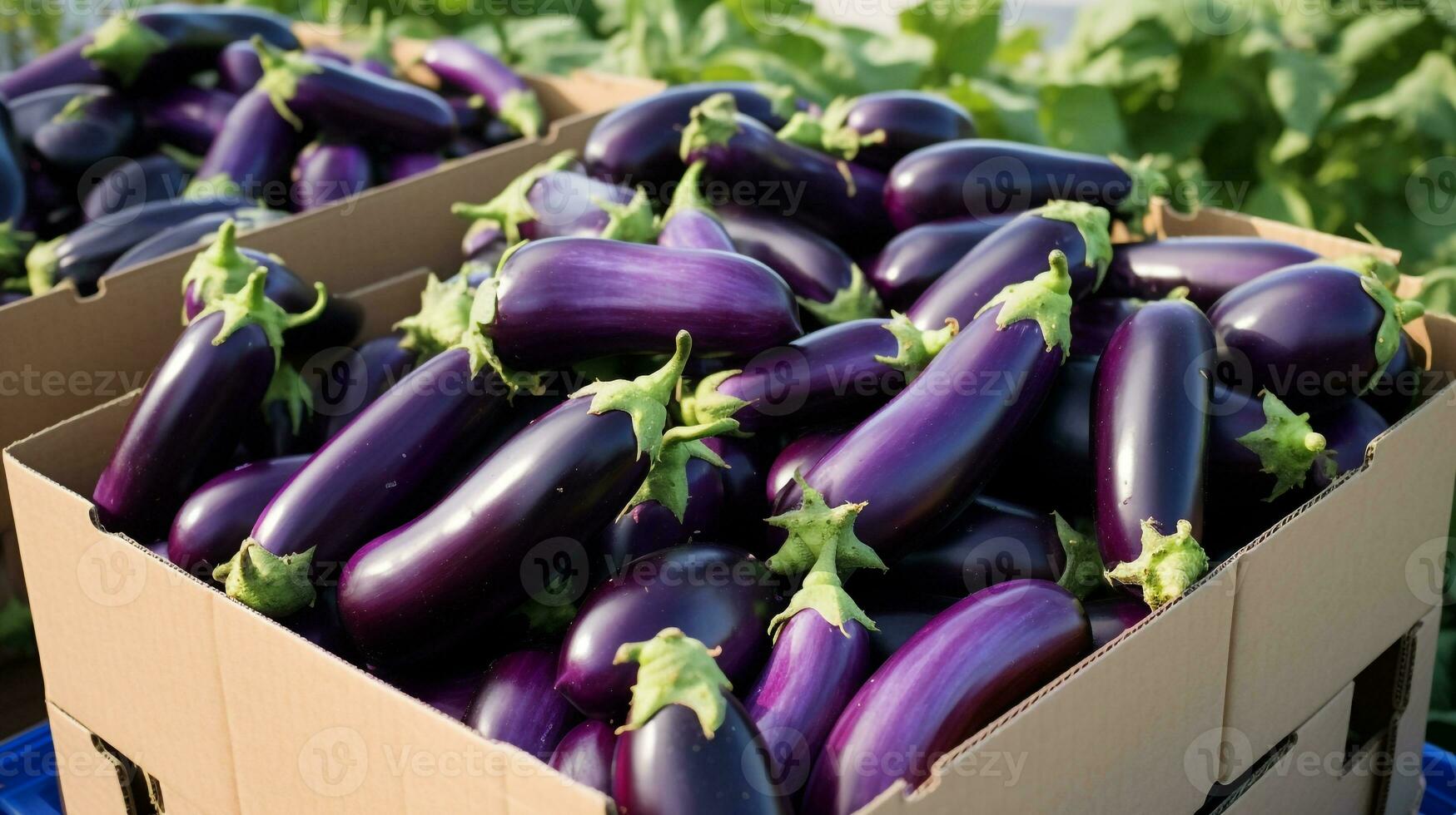 vers geplukt aubergine fruit van tuin geplaatst in de dozen. generatief ai foto