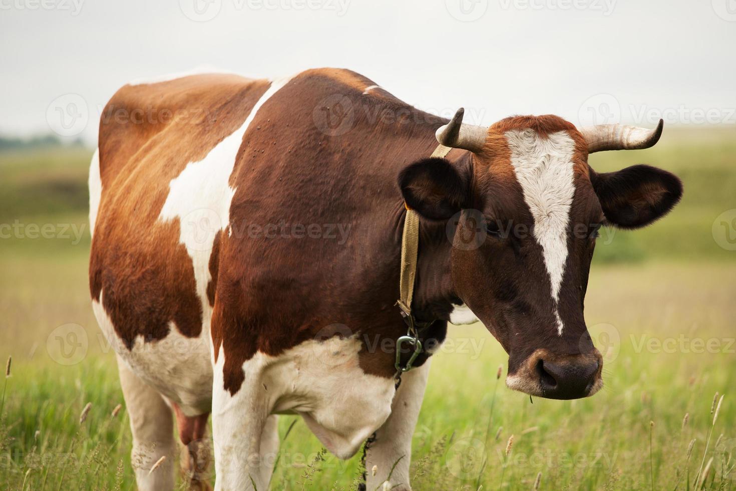 gefotografeerde close-up van een koe foto