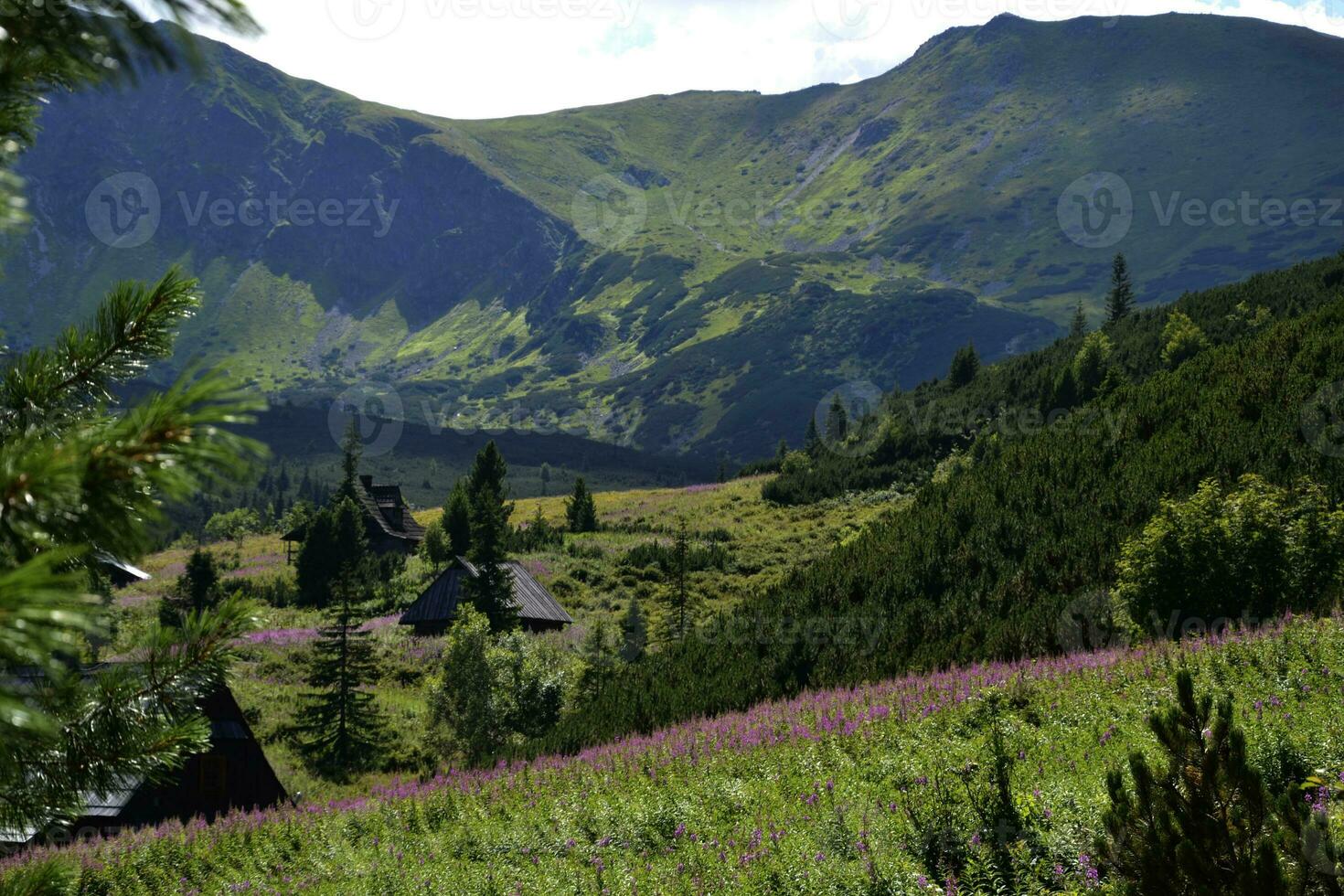een houten huis in een vallei in bergen in de buurt 'schronisko murowaniec'. de verbijsterend natuurlijk schoonheid van Zakopane, Polen. bomen, Woud, lila bloemen, bergen, landschap, zomer foto