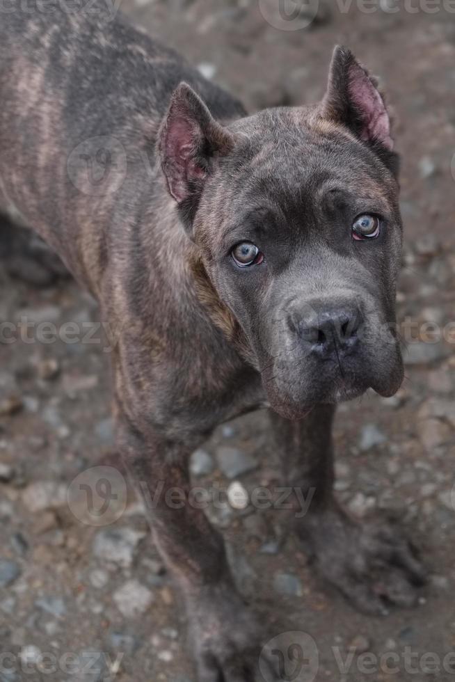 puppy cane corso foto