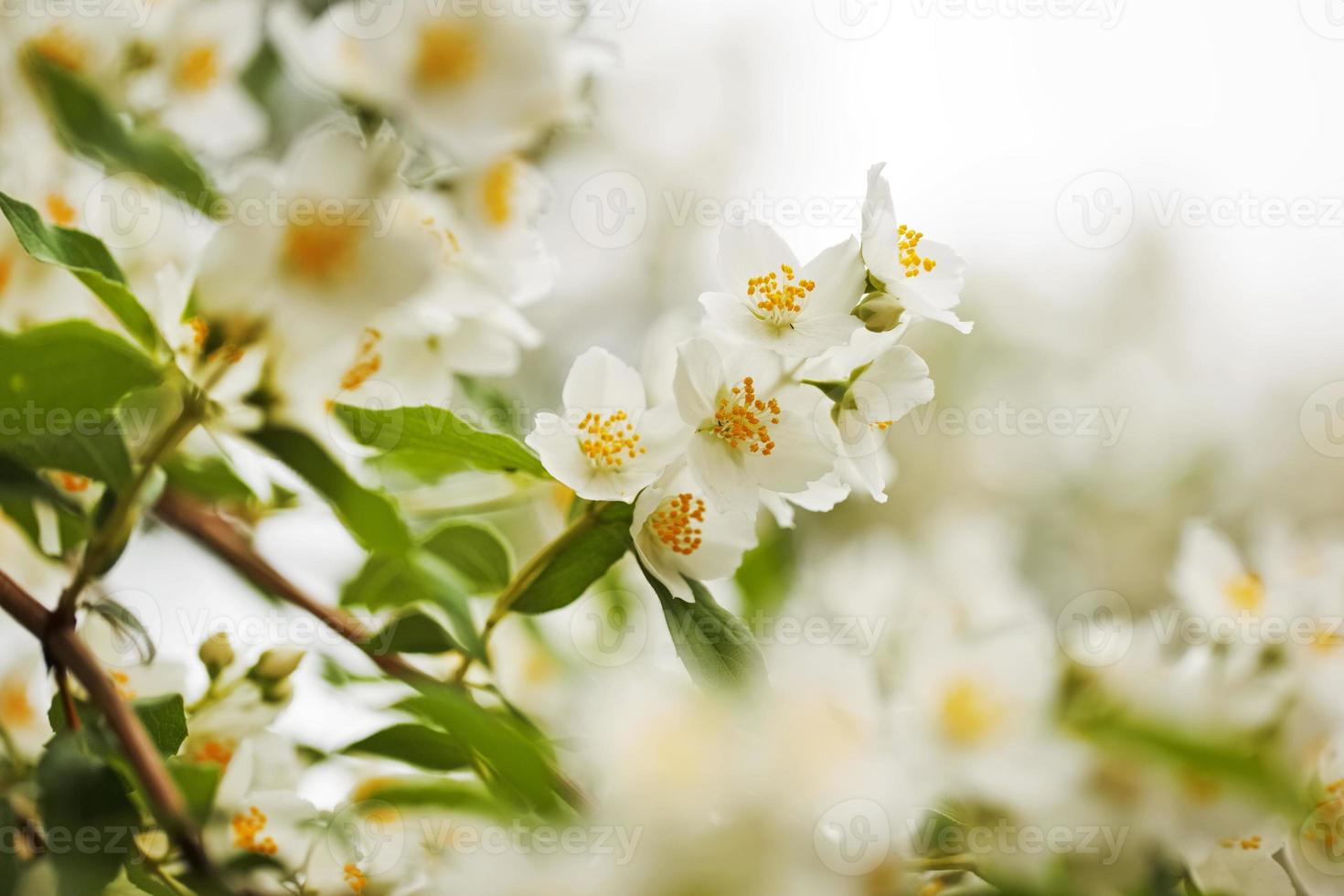 grote witte jasmijn foto