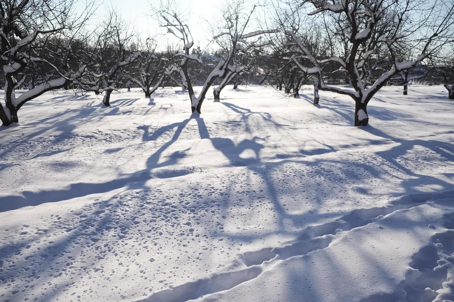 bomen in de tuin bedekt met sneeuw foto