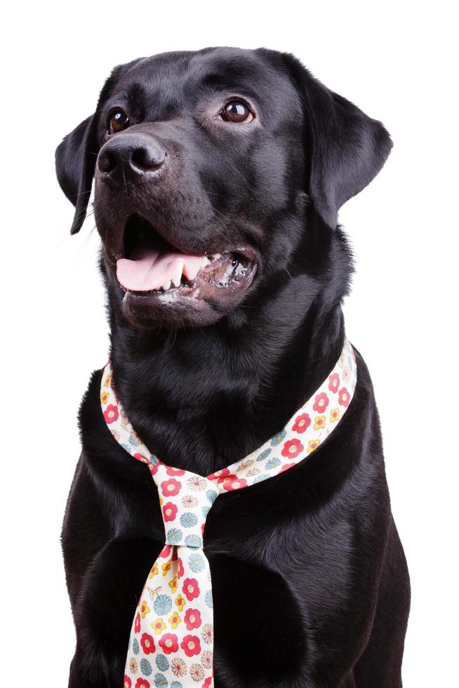 zwarte labrador in een gebloemde stropdas foto