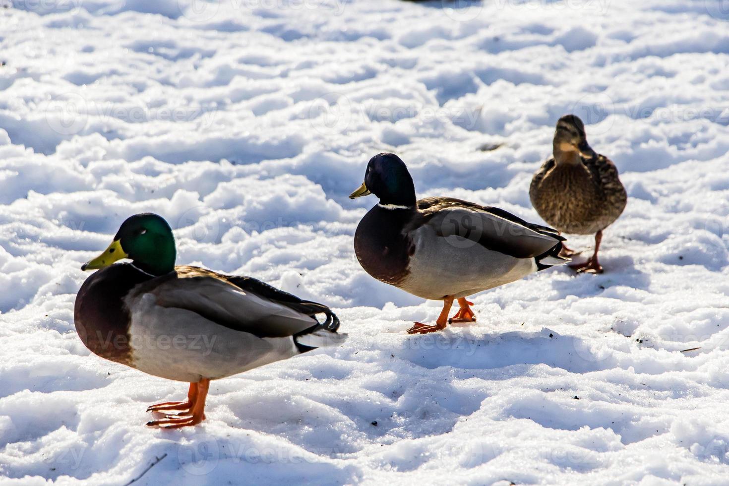 wilde eenden in de winter op een sneeuwachtergrond. foto