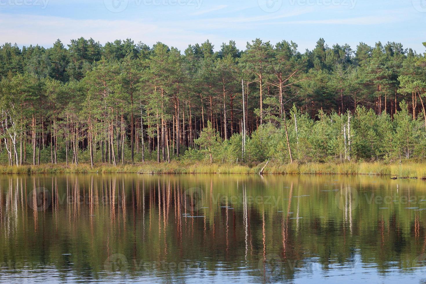 bos langs de oever van het meer met reflecties van lucht en bomen foto