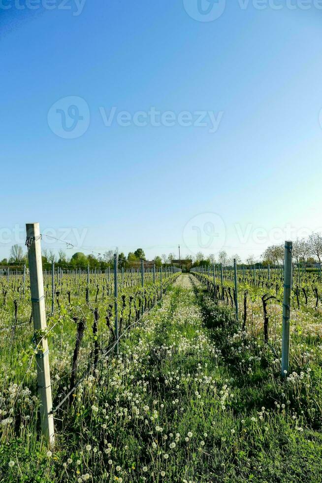 een wijngaard met een hek en gras in de midden- foto