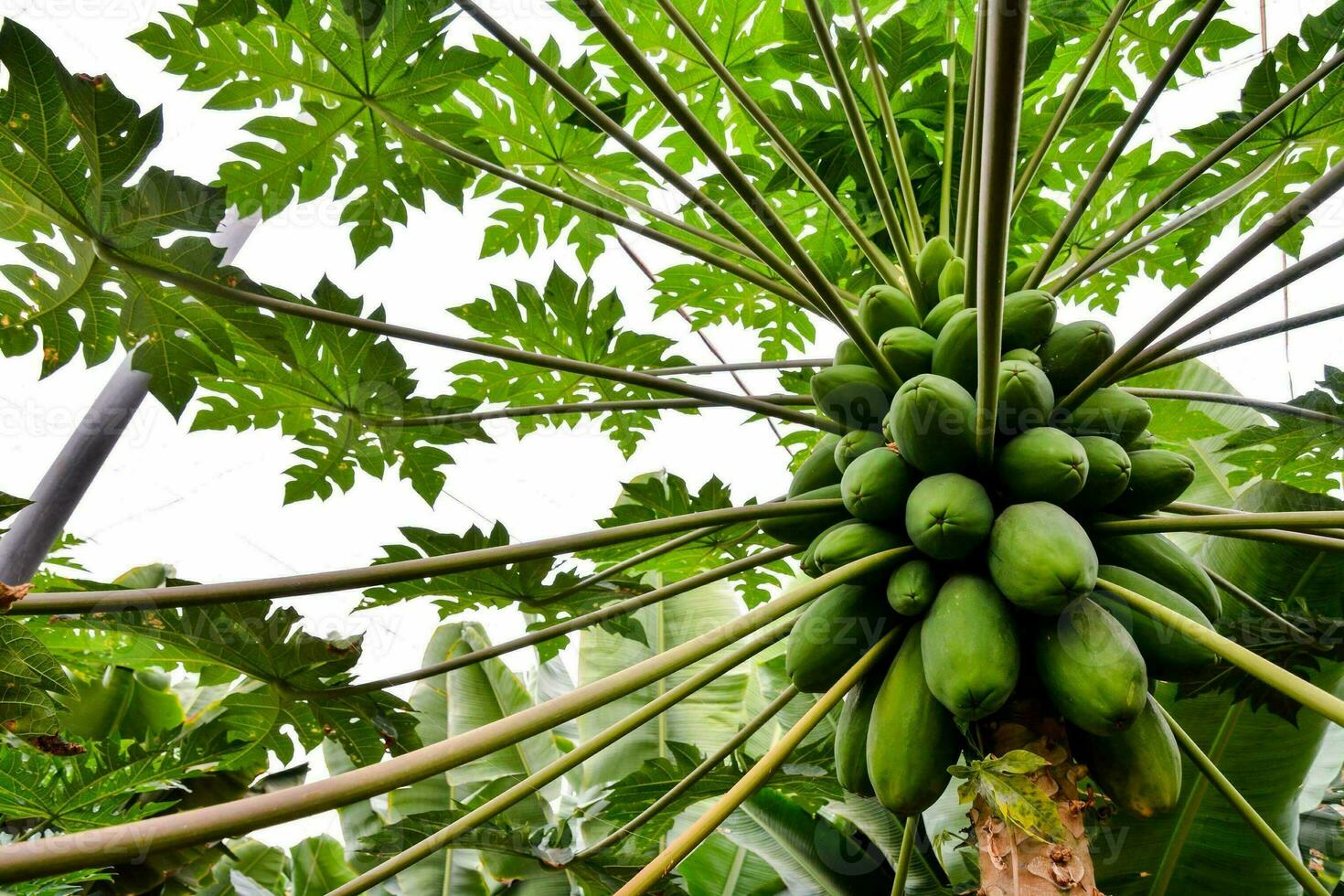 een groot bundel van groen papaja groeit Aan een boom foto