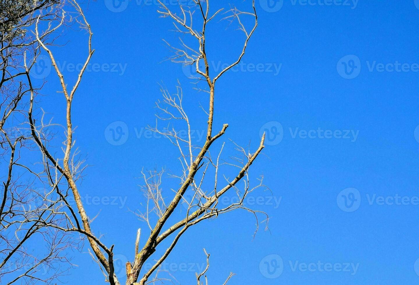 een kaal boom tegen een blauw lucht foto