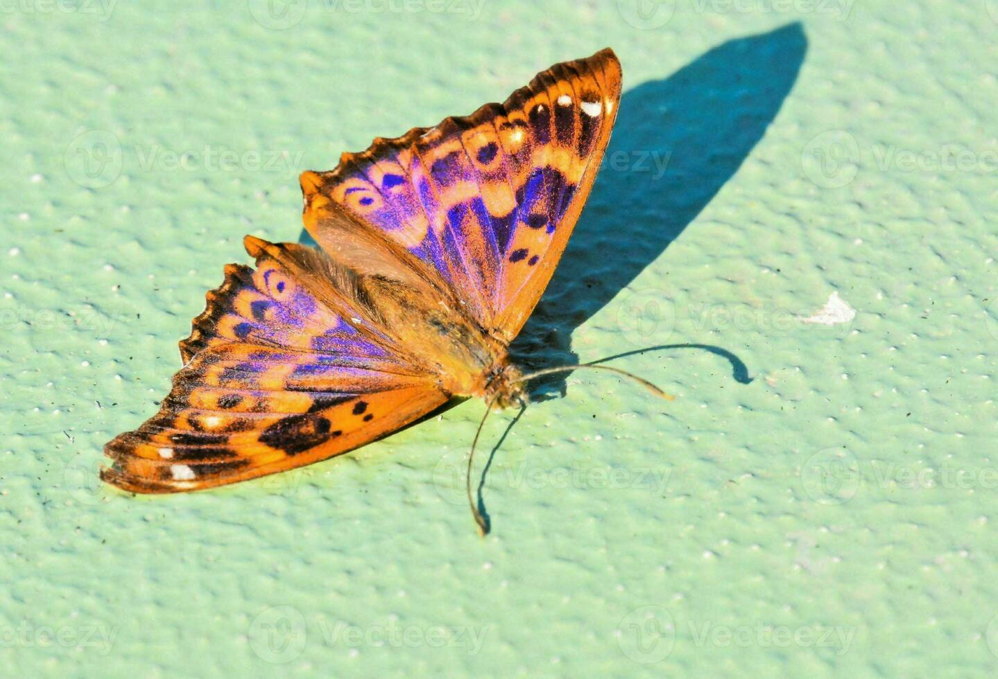 een vlinder met Purper en blauw Vleugels Aan een groen oppervlakte foto