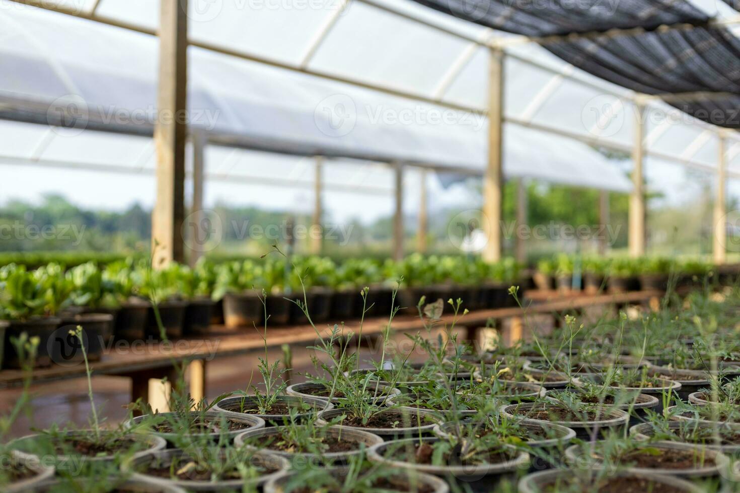 wild rucola of raket salade groeit in pot binnen de kas boerderij en tuin voor organische stoffen groente voedsel en ingrediënt voor gezond aan het eten foto