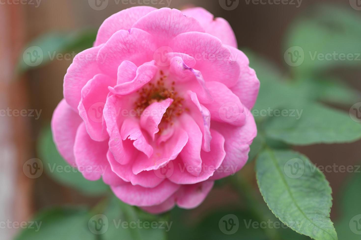 roze wilde roos foto