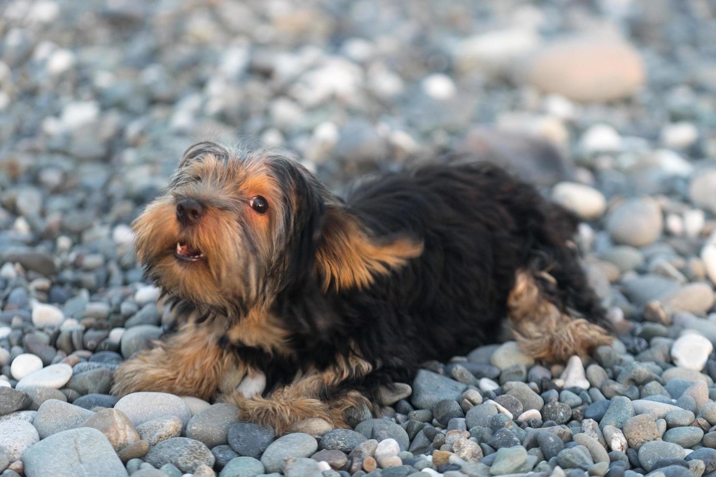 kleine zwarte en bruine yorkshire terrier yakshinskiy foto