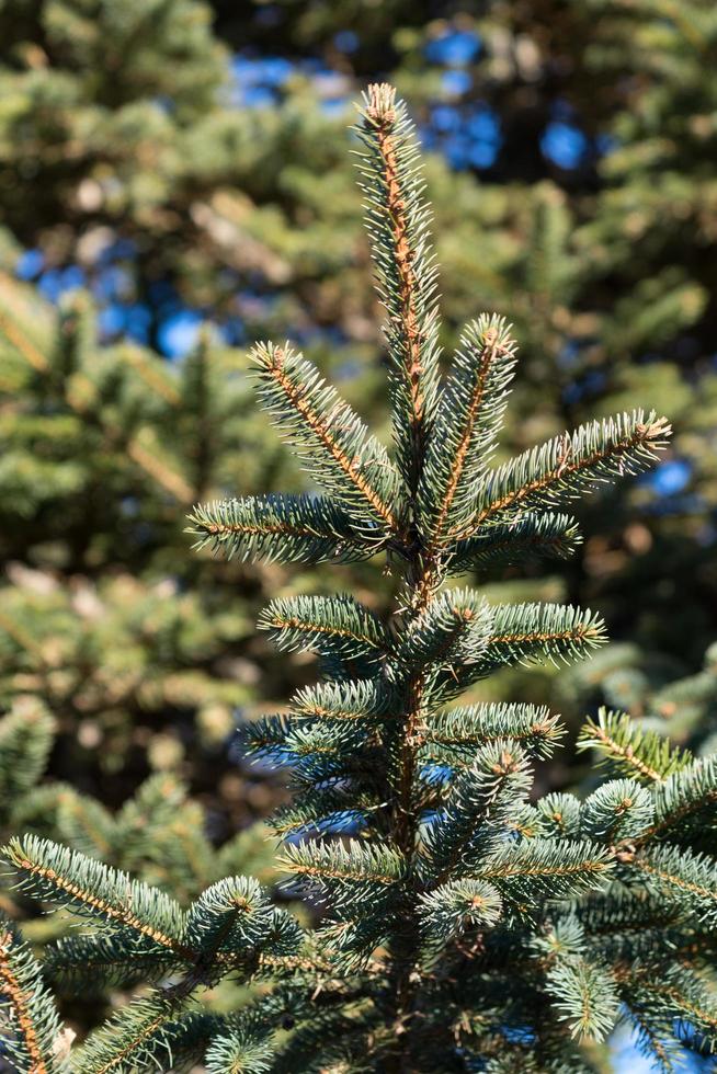 natuurlijke achtergrond met takken van sparren tegen de blauwe hemel foto