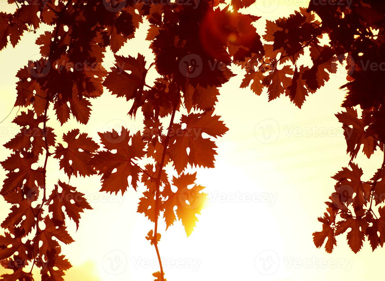 rood bladeren grens foto
