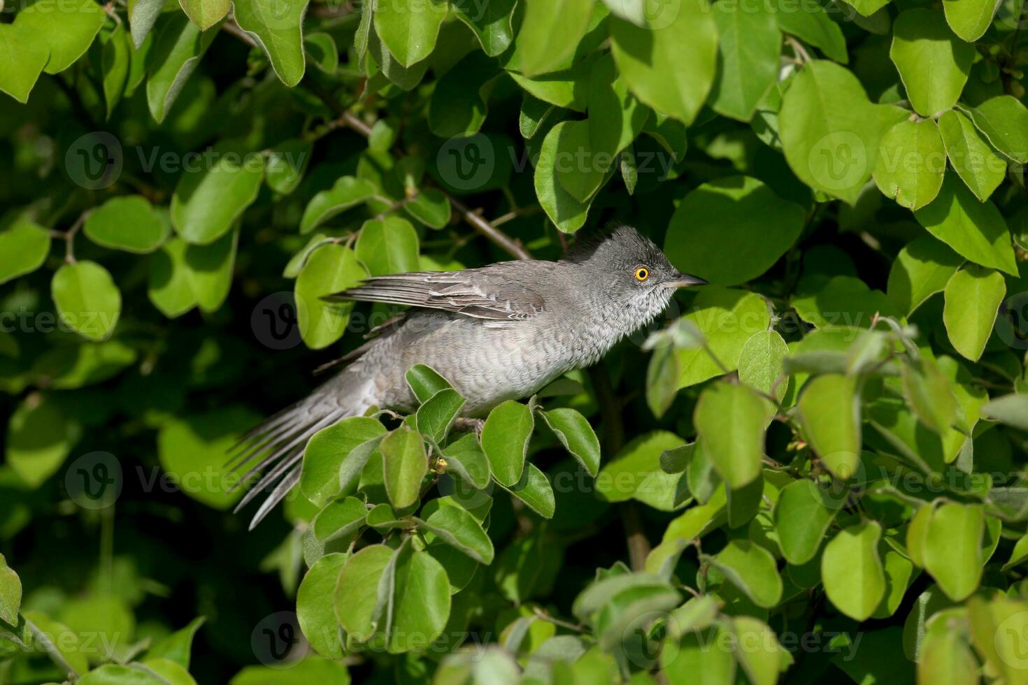 een vogel zittend Aan een Afdeling van een boom foto