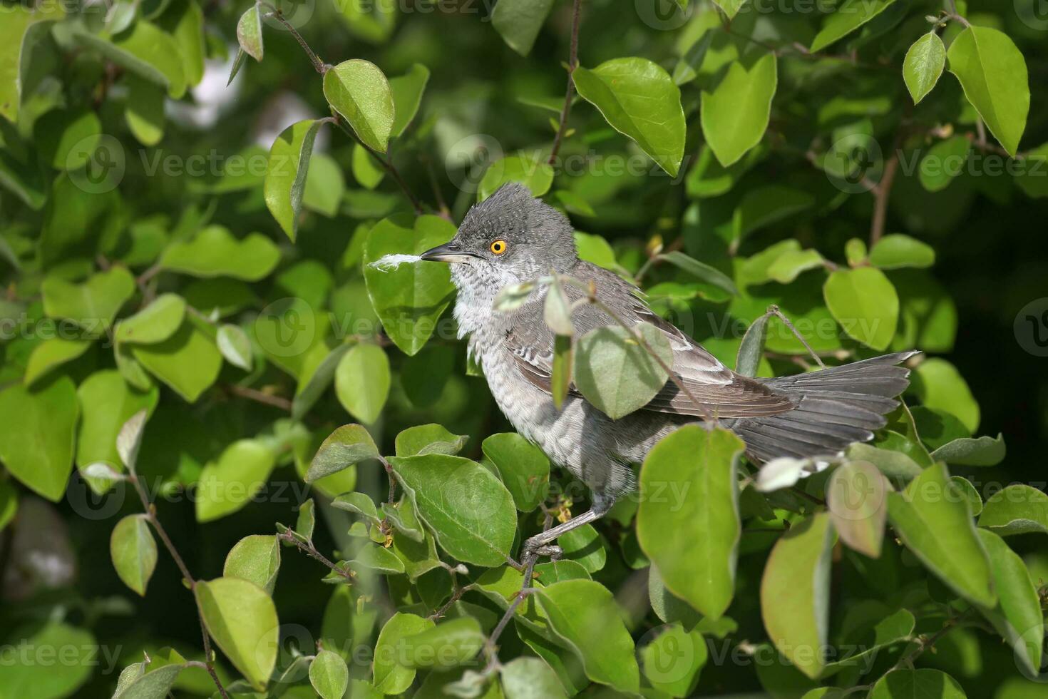 een vogel zittend Aan een boom Afdeling met bladeren foto