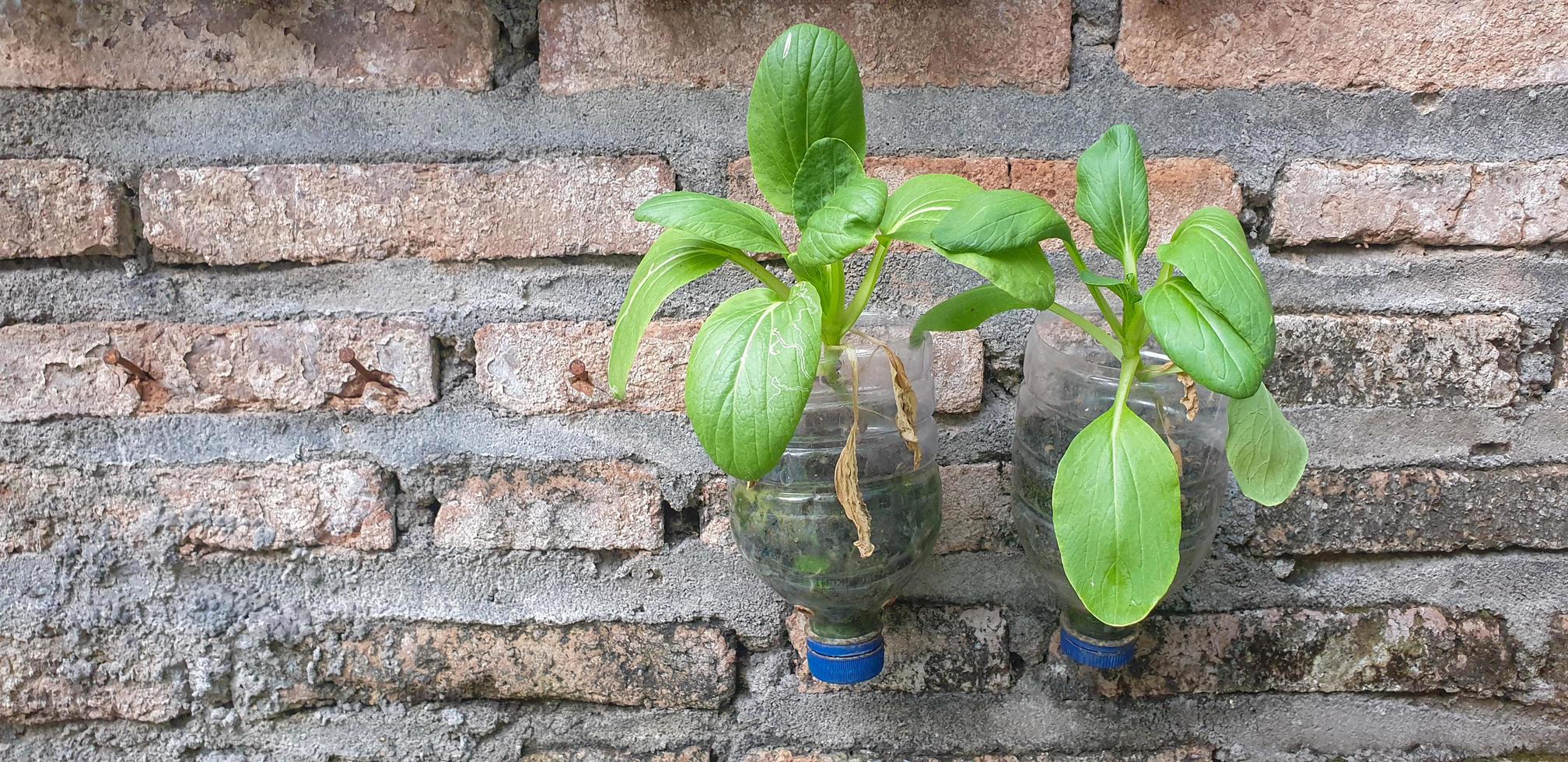 stadslandbouw, groenten in de gerecyclede plastic fles foto