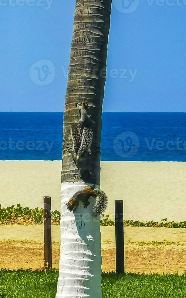grijs eekhoorns Speel Aan palm bomen Aan de strand Mexico. foto