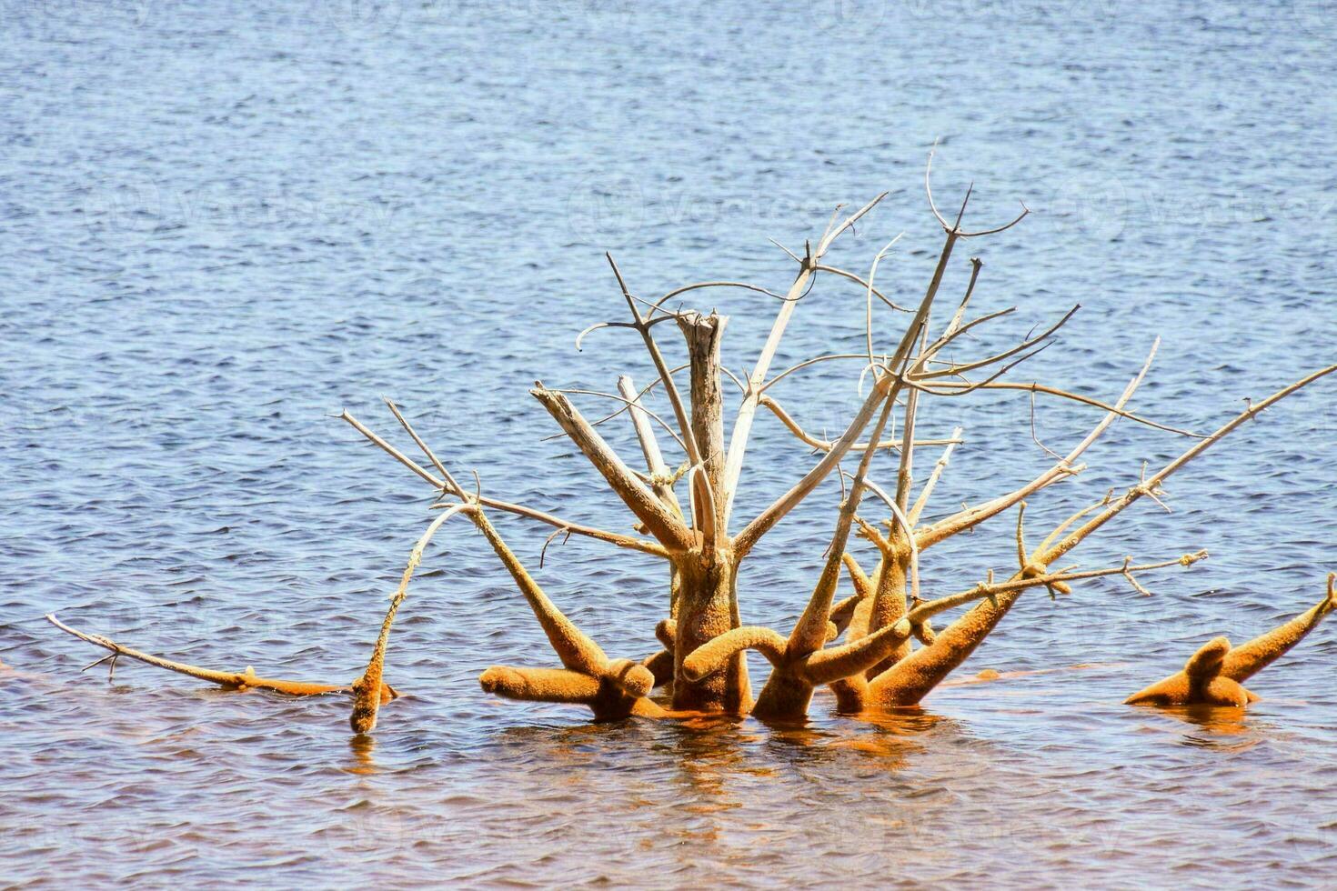 dode boom in het water foto