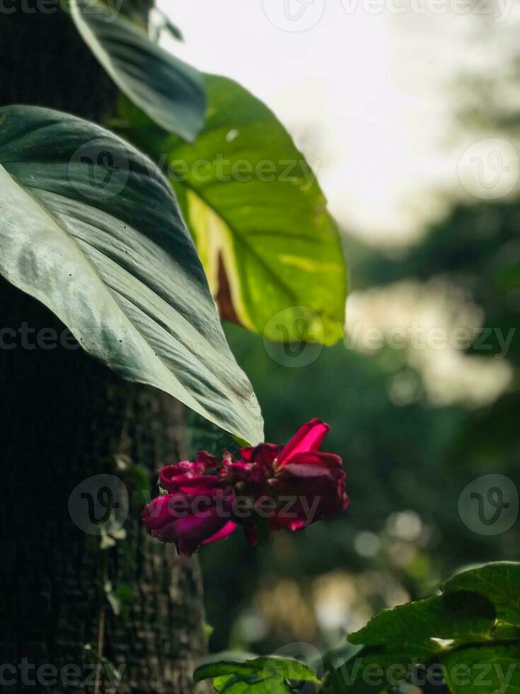 een roos in de tuin foto