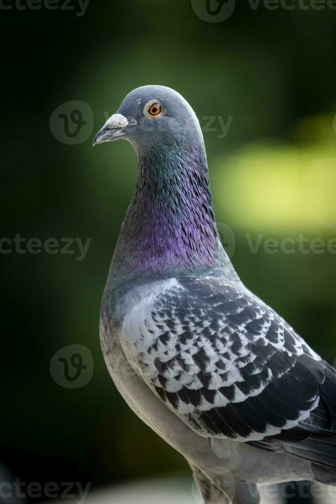 dichtbij omhoog hoofd van homing duif tegen groen vervagen achtergrond foto