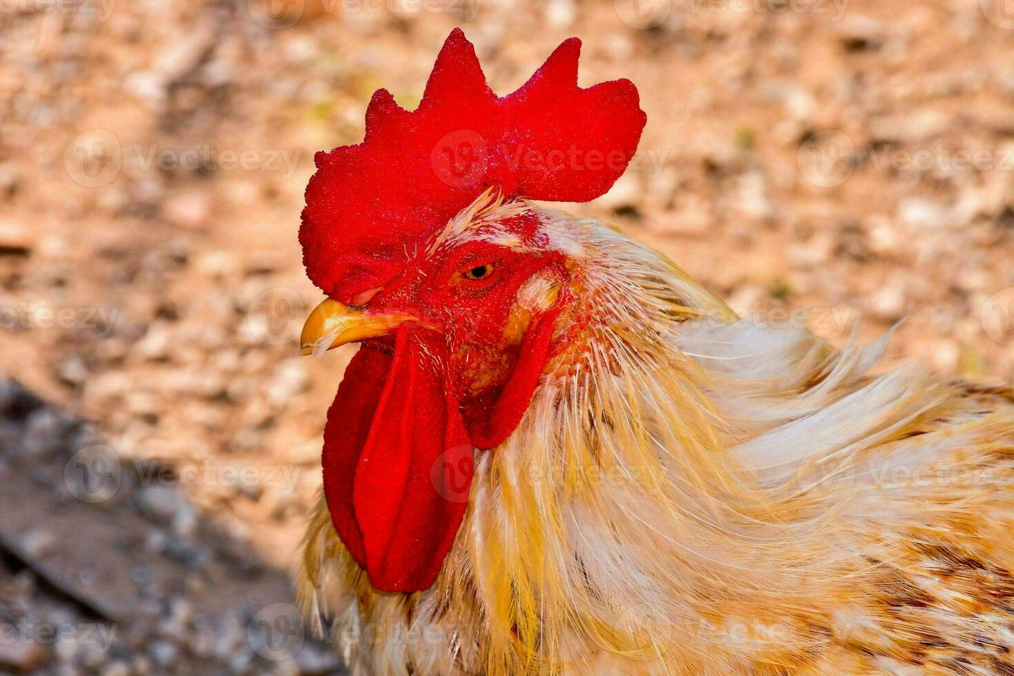 een dichtbij omhoog van een haan met een rood kam foto