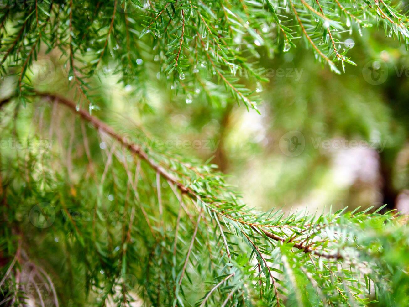 abstract achtergrond van een groen pijnboom boom Kerstmis natuurlijk bokeh, mooi abstract natuurlijk achtergrond. onscherp wazig zonnig gebladerte van groen pijnboom bomen Kerstmis achtergrond. foto