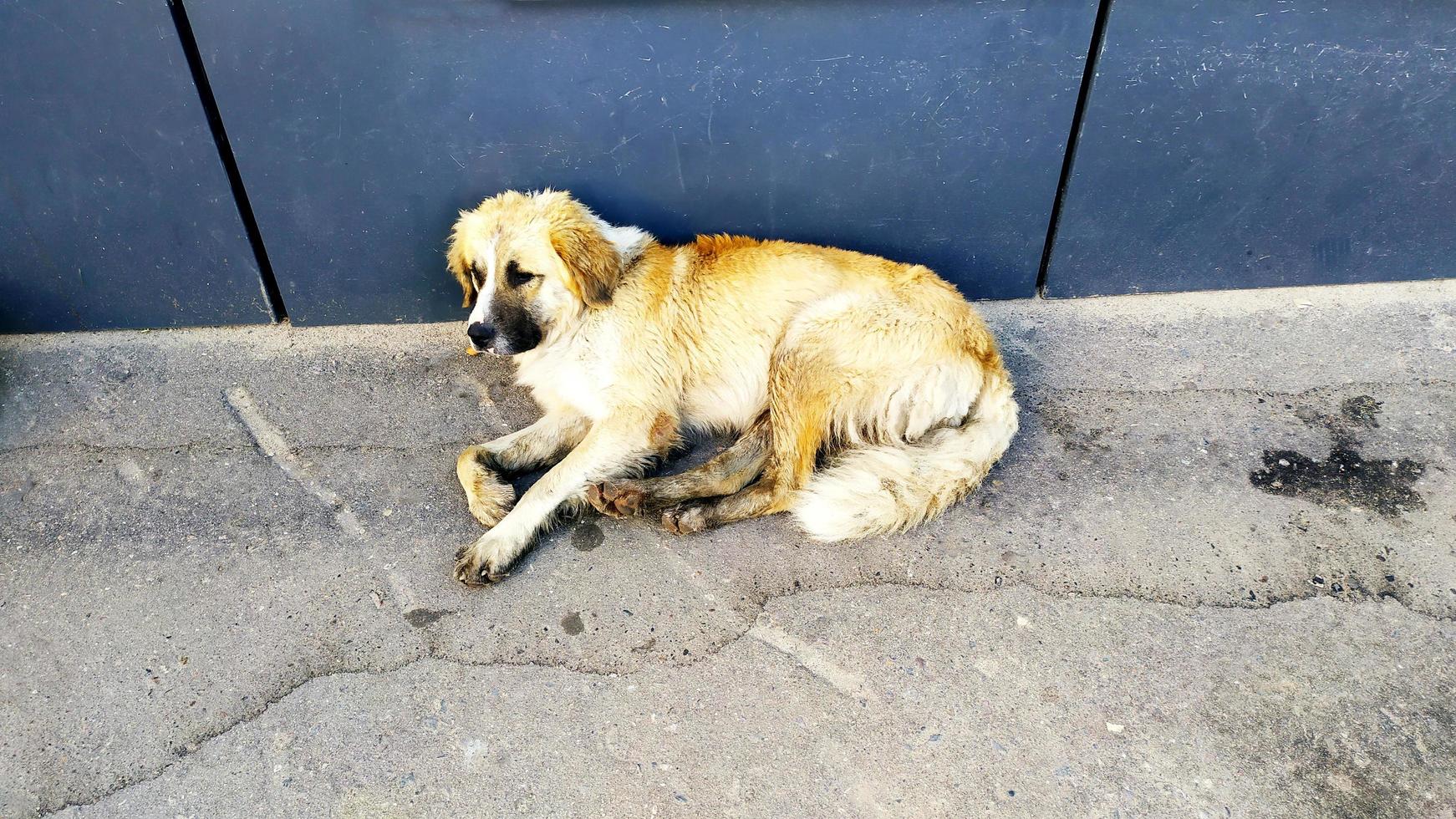 een zwerfhond ligt in de buurt van een stadsgebouw. grote hond aan het rusten foto