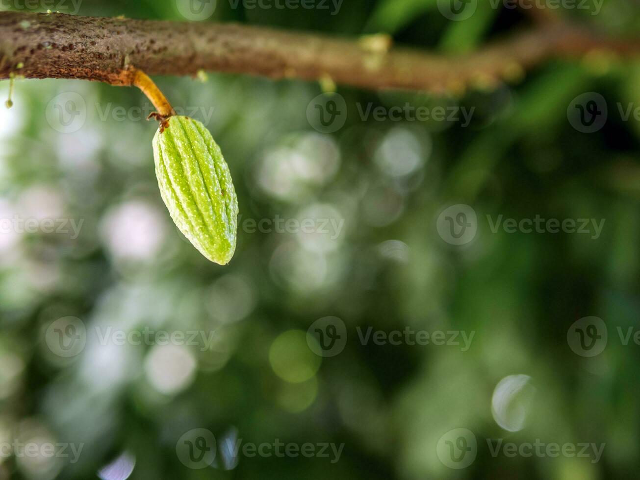 groen klein cacao peulen Afdeling met jong fruit en bloeiend cacao bloemen toenemen Aan bomen de cacao boom theobroma cacao met fruit, rauw cacao boom fabriek fruit plantage foto
