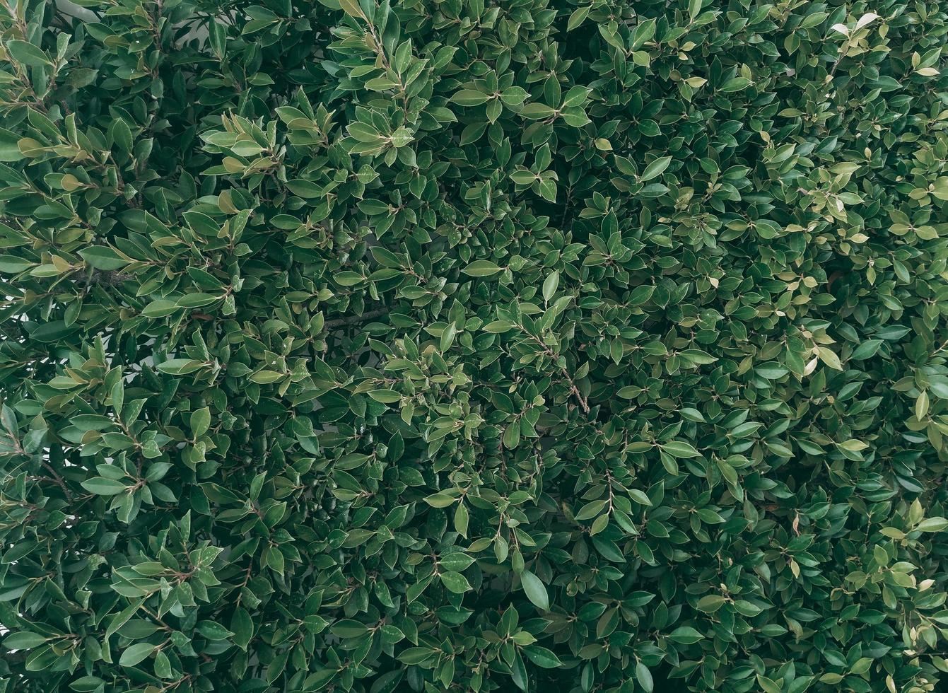 tropische groene bladachtergrond, donker toonthema foto