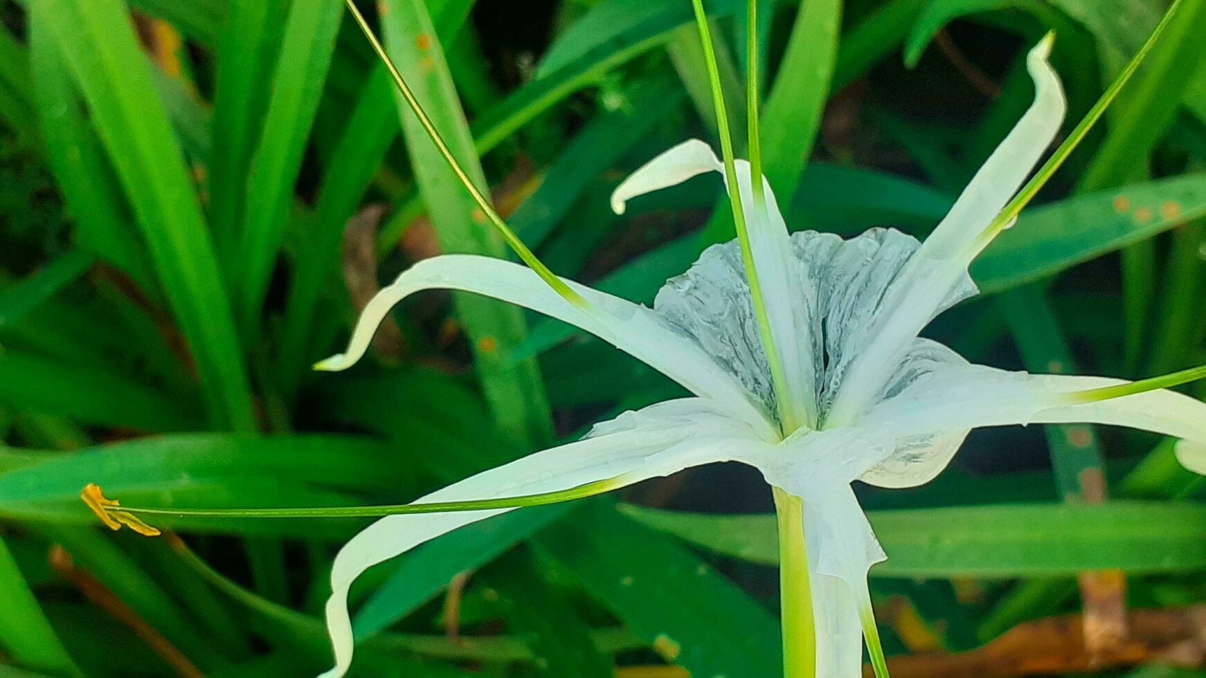 wit bloemen groeit in de tuin foto