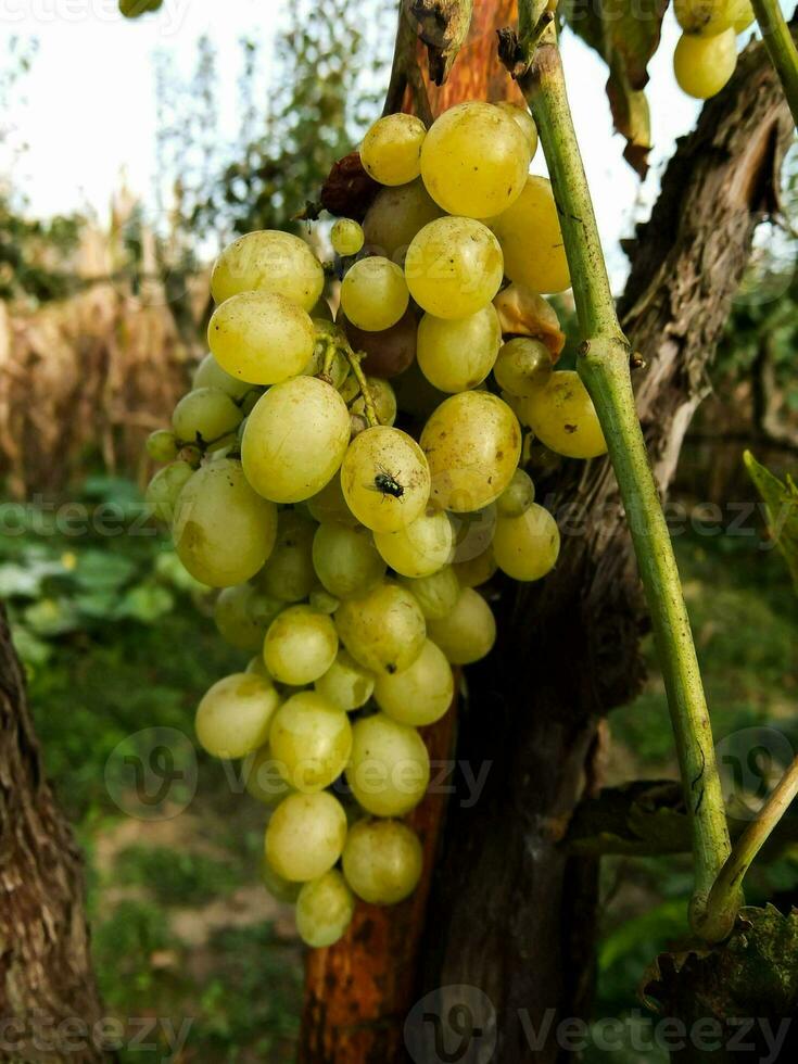 druiven aan de wijnstok foto
