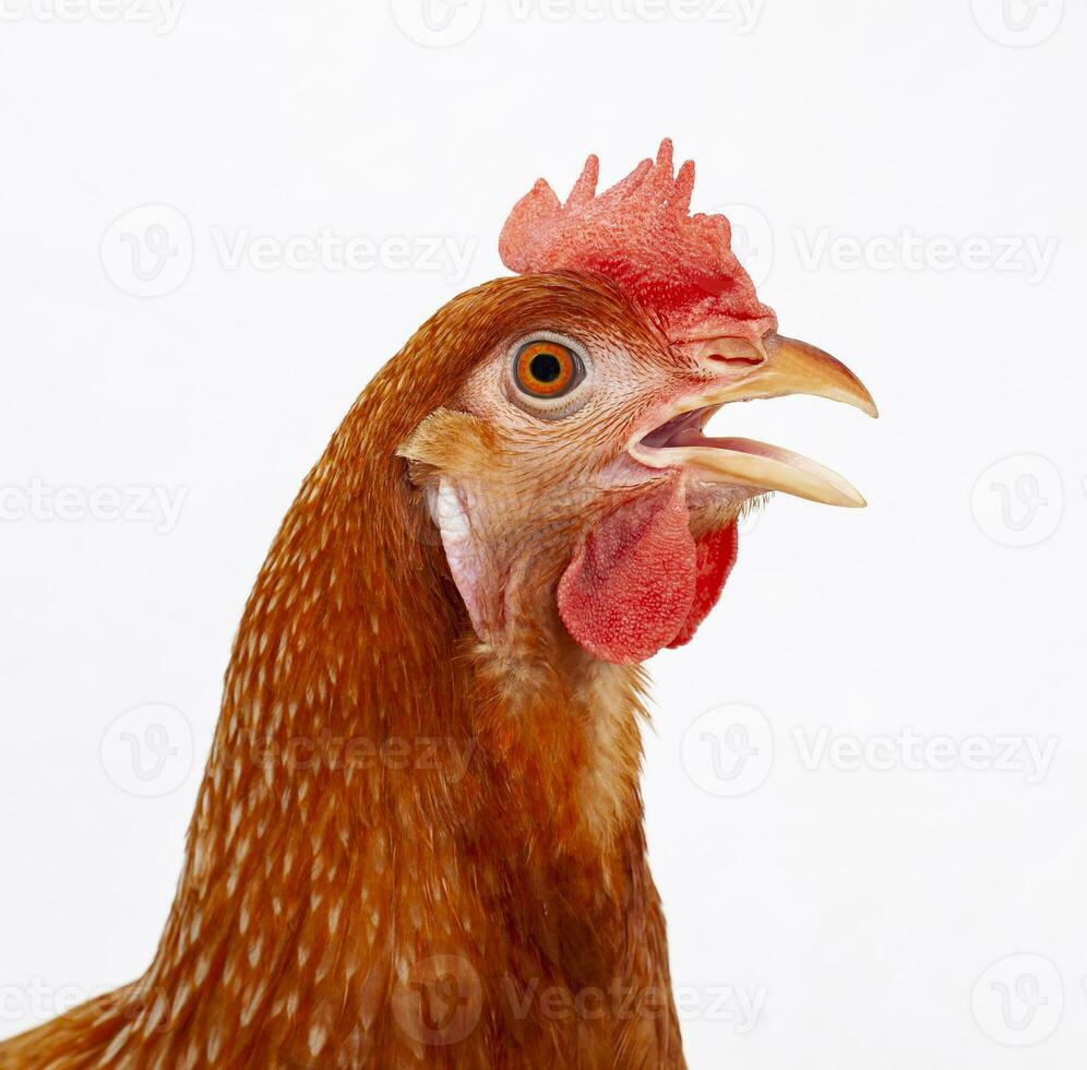 dichtbij omhoog hoofd van mannetje kip isoleren wit achtergrond foto