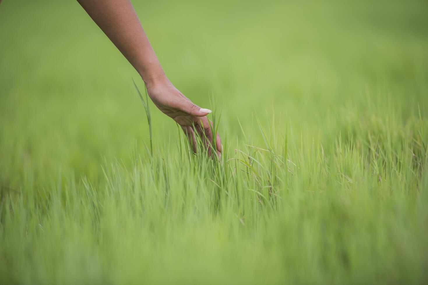 vrouwenhand die het groene gras aanraakt foto