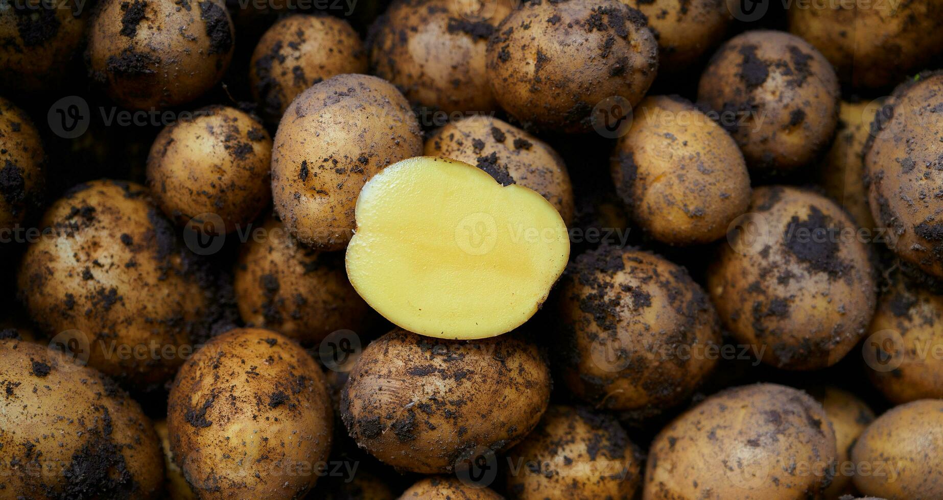 stapel van vuil rauw ongeschild aardappelen . onopgesmukt aardappel achtergrond. de besnoeiing voor de helft van een aardappel Aan top. foto