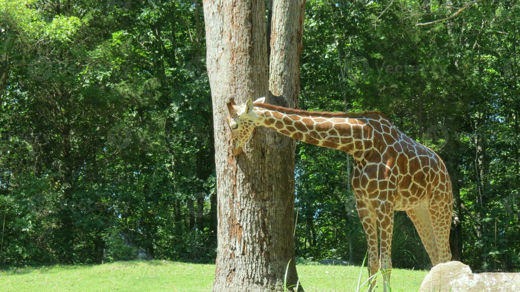 dieren in het wild dierentuin safari wild dieren foto