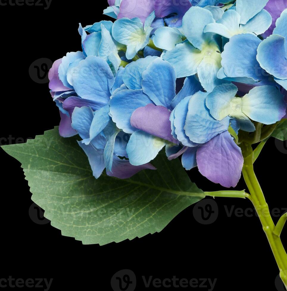 bloem met takken besnoeiing uit geïsoleerd zwart achtergrond met knipsel pad foto