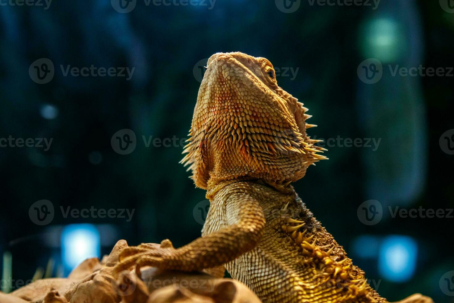 mooi hagedis gebaard agama, pogona vitticeps foto