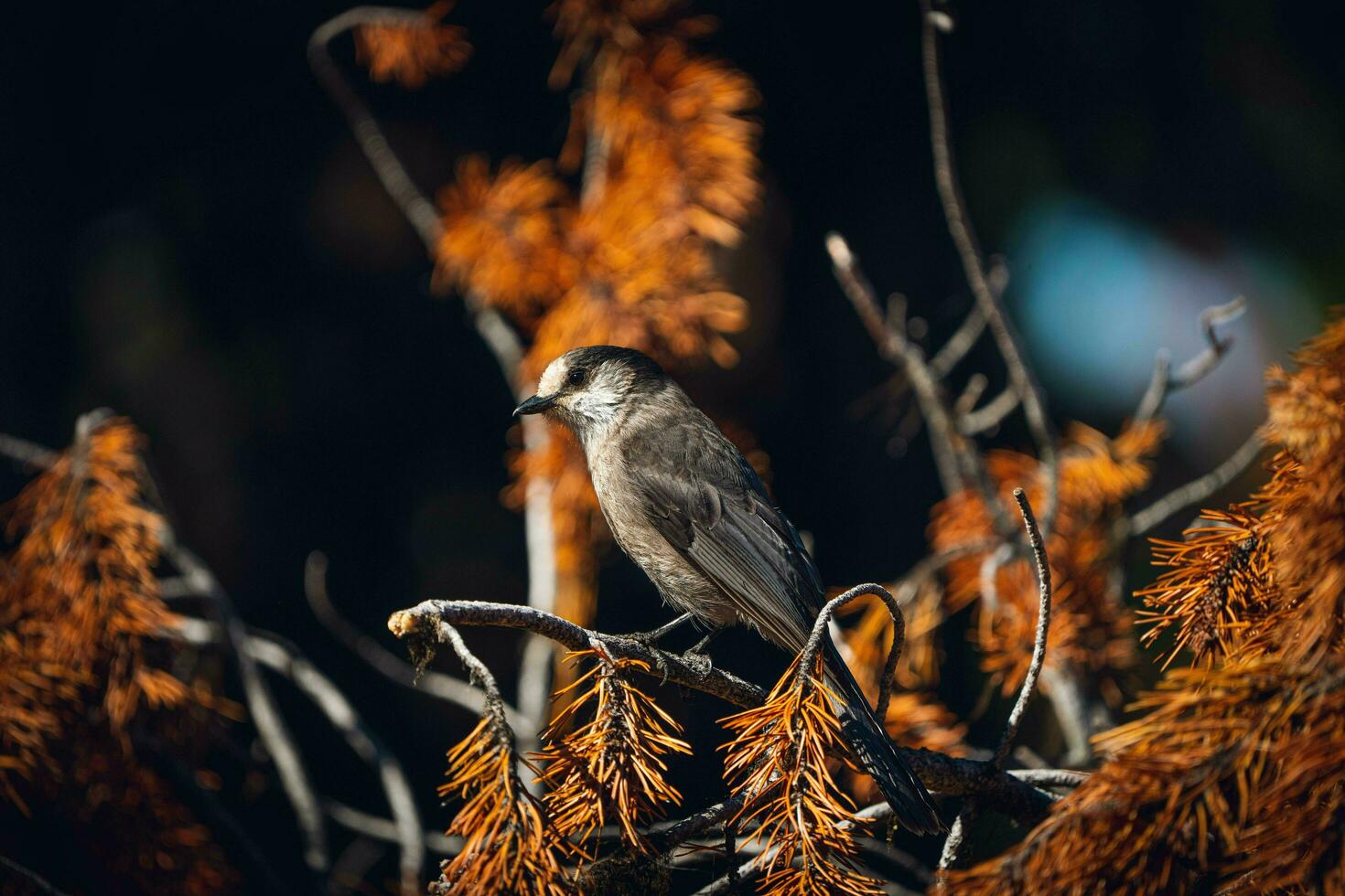 een vogel zittend Aan een Afdeling in een boom foto