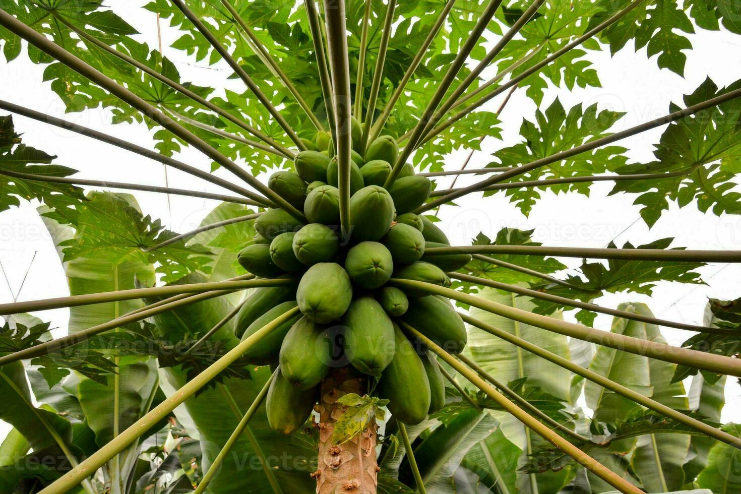 een groot bundel van groen papaja groeit Aan een boom foto