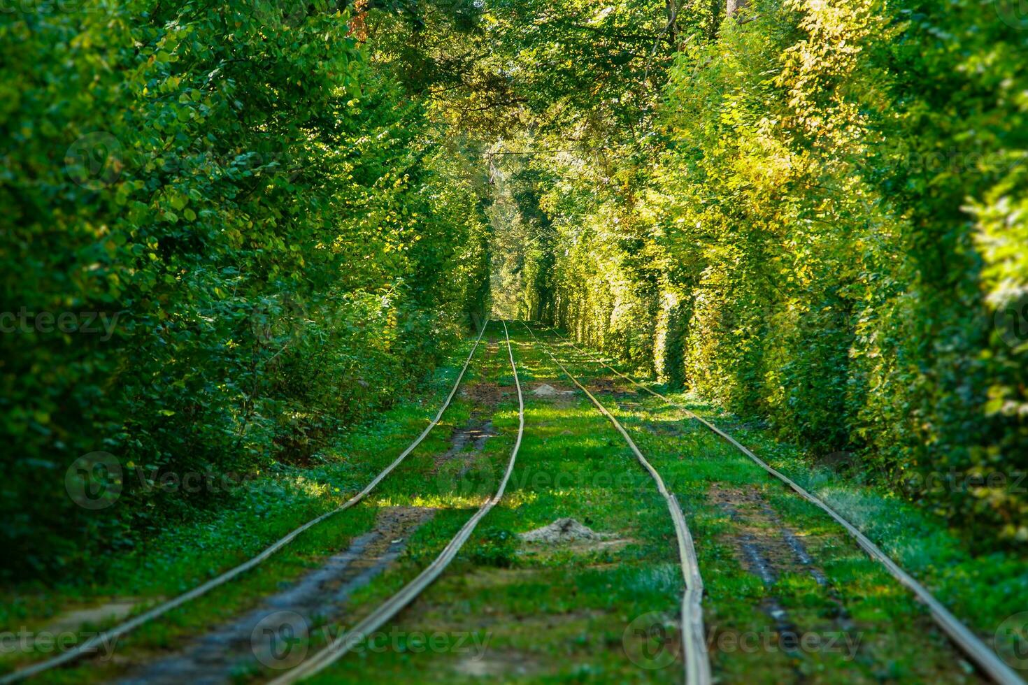 tram en tram rails in kleurrijk Woud foto