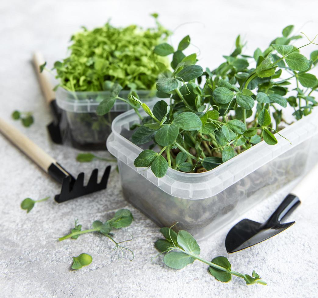 assortiment microgroenten op houten tafel foto