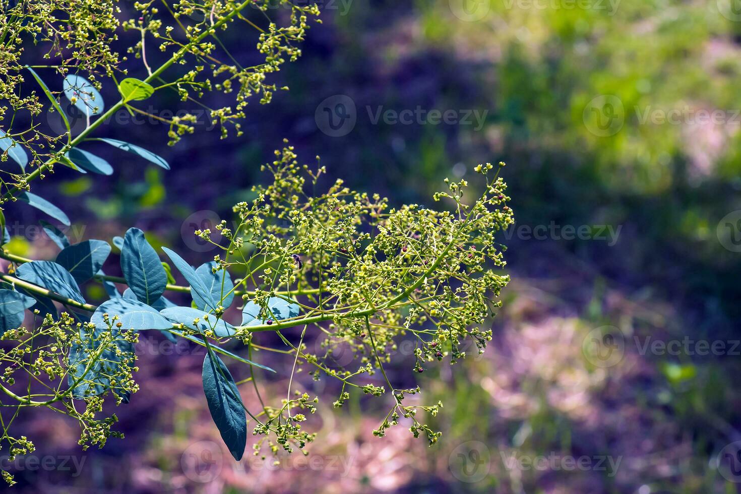 cotinus coggygria, rhus cotinus, rookboom, rook boom, rook struik, of verver sumach is een soorten van bloeiend fabriek. natuurlijk groen en roze bloem achtergrond foto