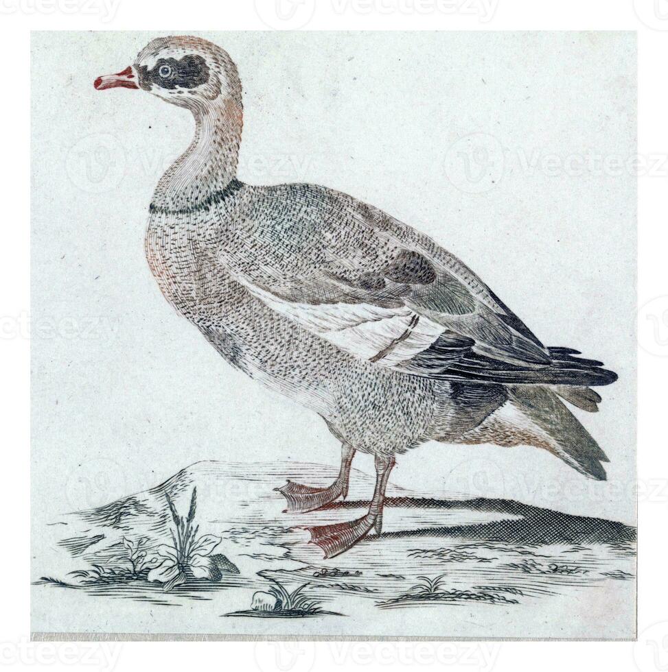 gans, anoniem, 1688 - 1698 foto