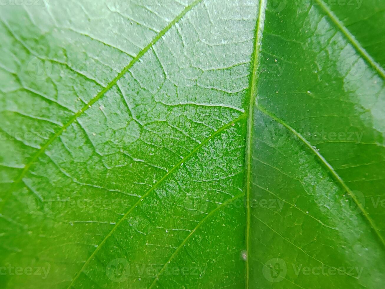 helder groen mooi natuur voor achtergrond foto