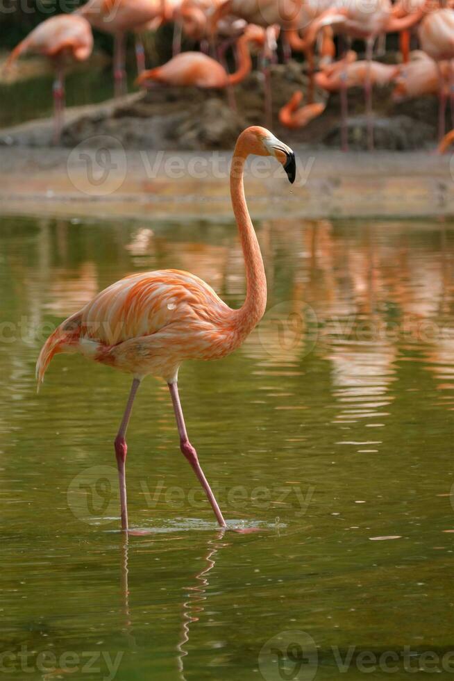 Amerikaans flamingo phoenicopterus ruber vogel foto