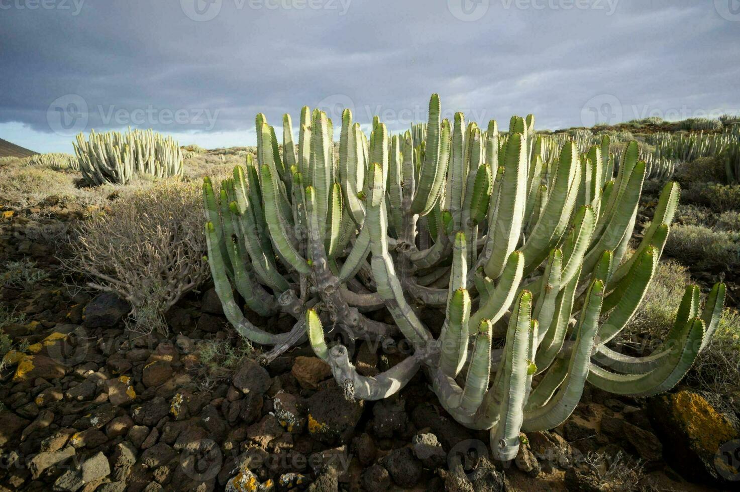 cactus planten in de woestijn met bewolkt luchten foto