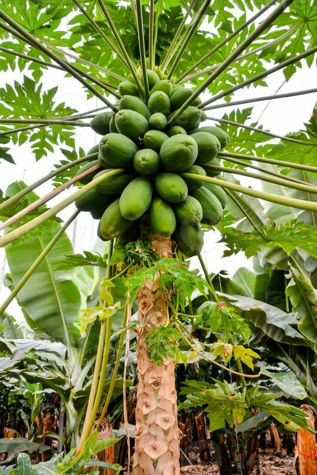 papaja boom in de tropisch tuin foto