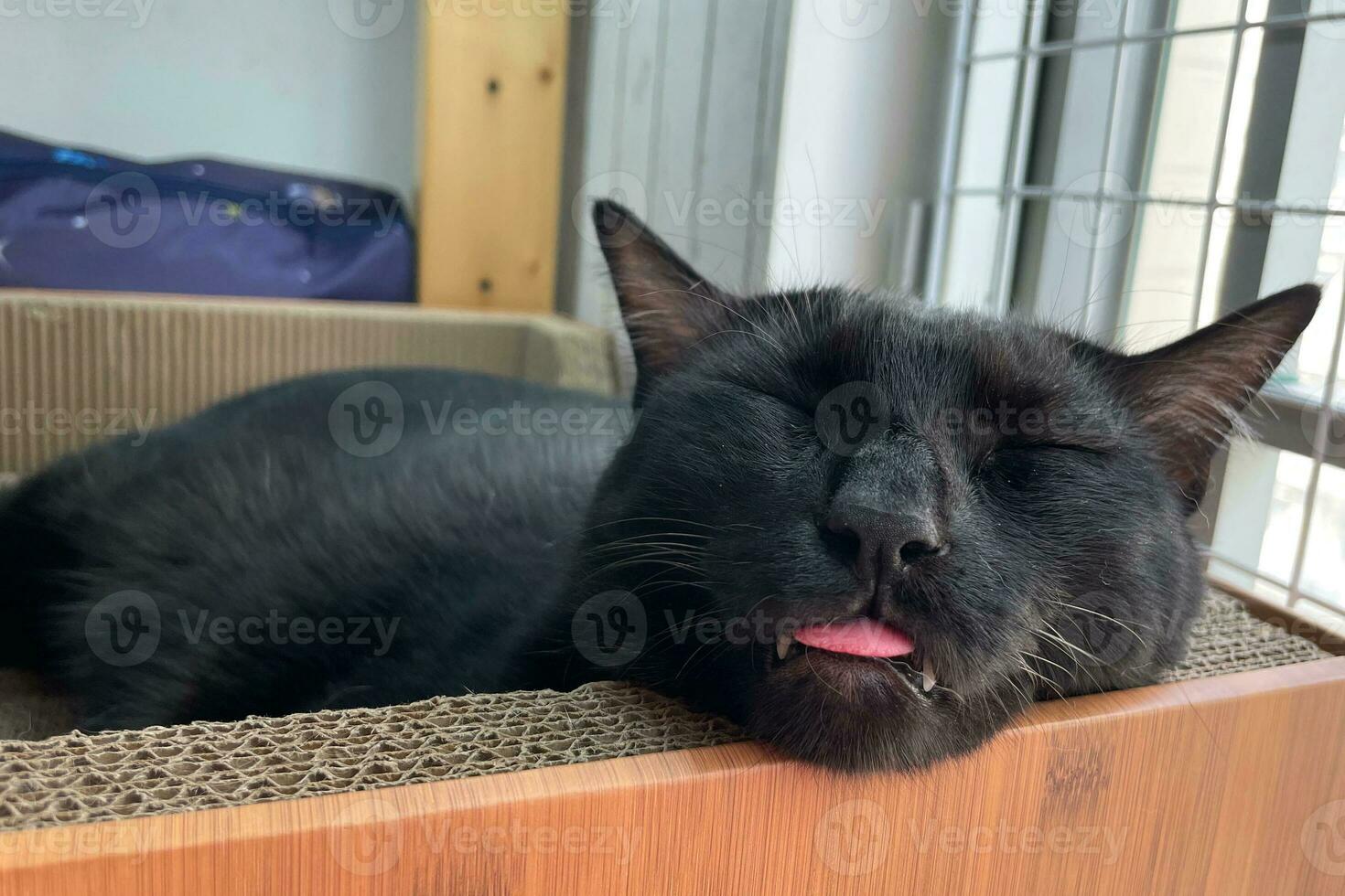 slapen zwart kat met tong uit. ontspannende met verbazingwekkend kat. foto